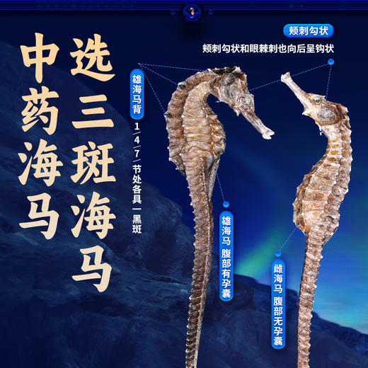 康美三斑海马中药饮片 一公一母正品海马泡酒药材海马干可搭海马田七汤 多规格 商品图3