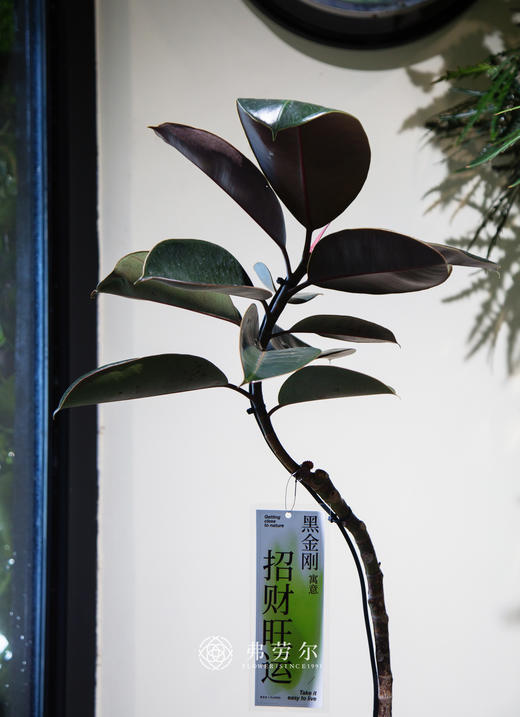 落地黑金刚 商品图1