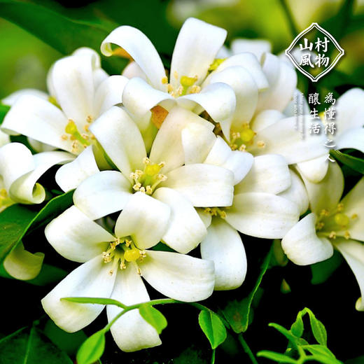 正安优选·山村风物茉莉花米酒500ml【入口食品不支持7天无理由退货】 商品图2