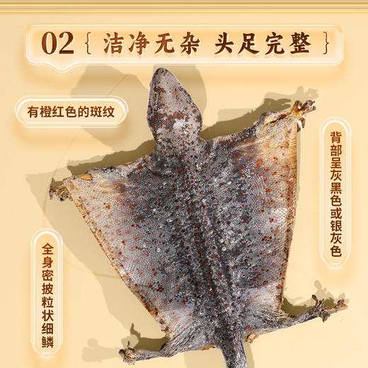 康美药业蛤蚧 中药饮片蛤蚧药材一对公母泡酒煲汤正品 商品图3