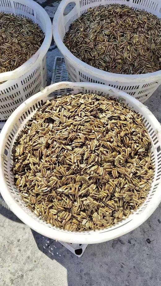 【上半年最后一车】萧山日晒瓜子500克，就口感而言 甚至可以说险胜春娣 商品图3