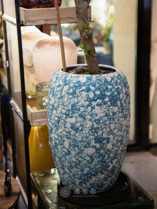 海岛栀子花 商品图2