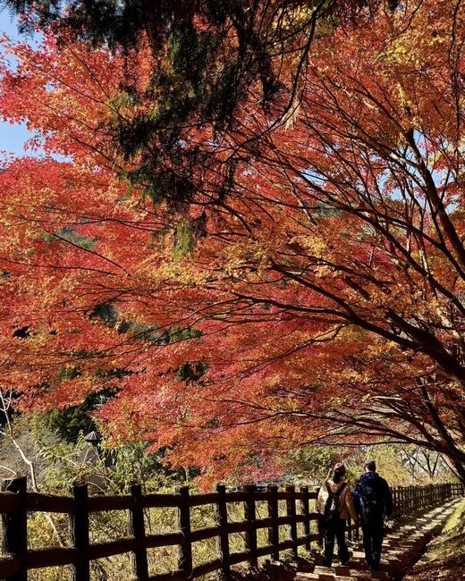 BAM“见山”11月28日-12月2日｜日本熊野古道红叶季5天4晚中边路 商品图3