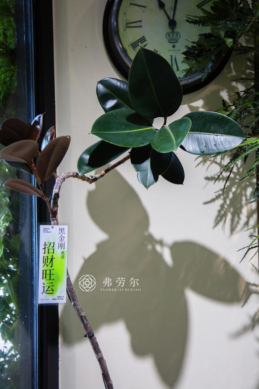 落地黑金刚 商品图2