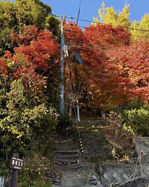 BAM“见山”11月28日-12月2日｜日本熊野古道红叶季5天4晚中边路 商品图5