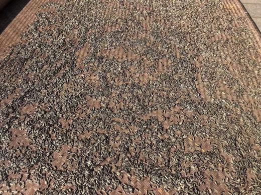 【上半年最后一车】萧山日晒瓜子500克，就口感而言 甚至可以说险胜春娣 商品图4