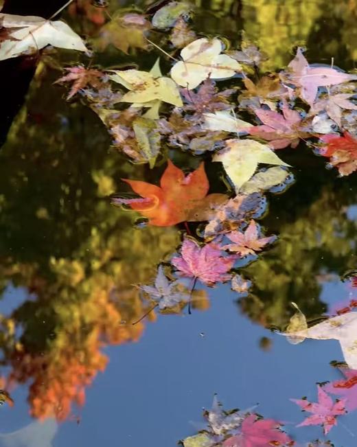 BAM“见山”11月28日-12月2日｜日本熊野古道红叶季5天4晚中边路 商品图2