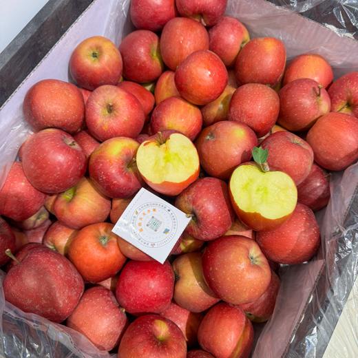 昭通糖心苹果 脆甜多汁 商品图7