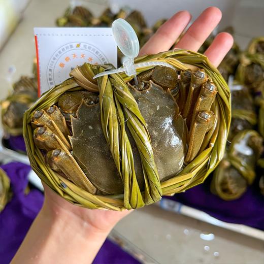 爆黄江苏红膏大闸蟹 有身份证的大品牌螃蟹  鲜活 收到后2小时内有问题可售后 过时不候 商品图14