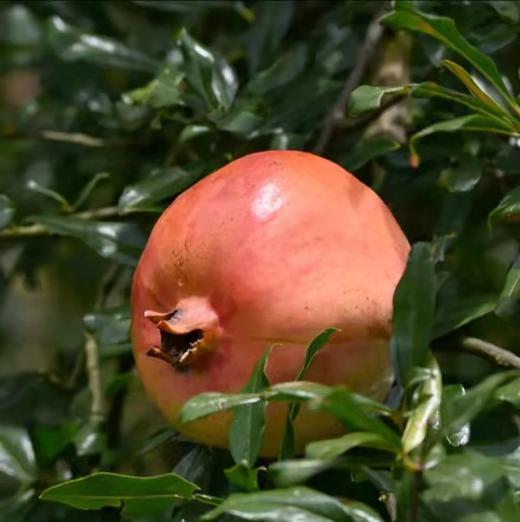 【云南蒙自甜石榴】硬籽甜石榴 现摘现发 皮薄籽多 清甜多汁 4种规格任选 商品图7