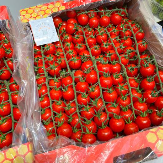 一颗大番茄串千禧 甜 商品图8