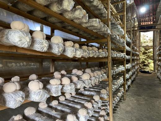 高山猴头菇 商品图7