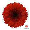非洲菊 XS 红皇后 10枝一扎 商品缩略图0