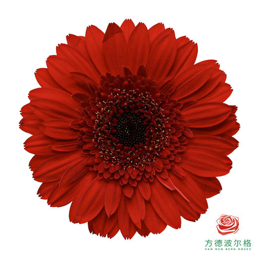 非洲菊 XS 红皇后 10枝一扎 商品图0