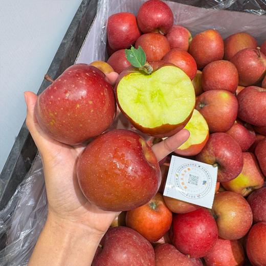 昭通糖心苹果 脆甜多汁 商品图5