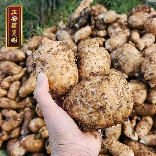 正安 云南昭通小草坝新鲜天麻【秒杀】道地产区核心区现挖现发 补充头脑营养 优质原材 个头短肥肉质肥厚 1.5kg/箱【不叠加任何活动】 商品图2