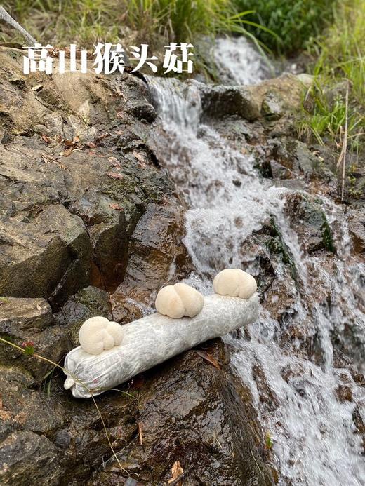 高山猴头菇 商品图1