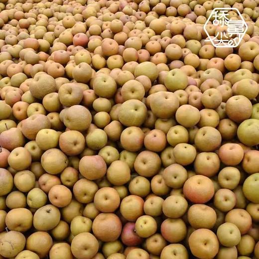 【云南麦地湾梨】酥脆爽口 酸甜可口 肉厚多汁 个头均匀 适合熬汤 榨汁 2种规格任选 商品图4