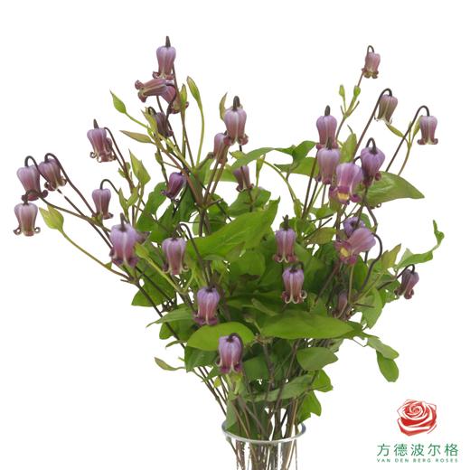 铁线莲 苏菲 10枝一扎 商品图0