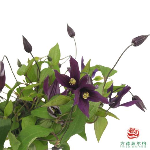 铁线莲 小莺  10枝一扎 商品图1