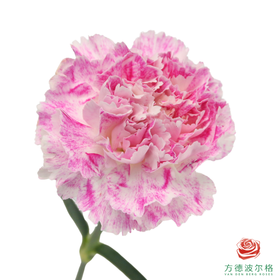 单头康乃馨-芭乐 10枝一扎