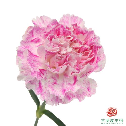 单头康乃馨-芭乐 10枝一扎 商品图0