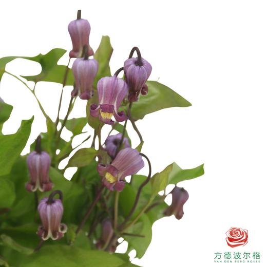 铁线莲 苏菲 10枝一扎 商品图1