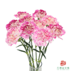 单头康乃馨-芭乐 10枝一扎 商品缩略图3