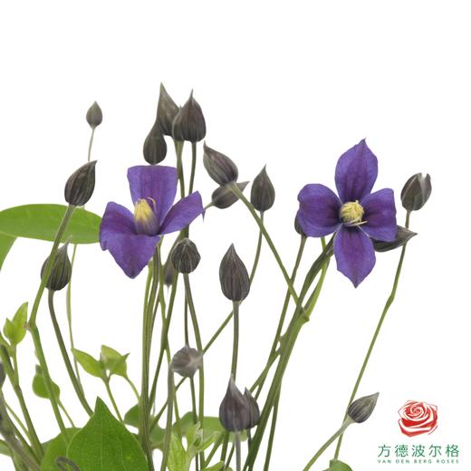 铁线莲 浅紫色 商品图1