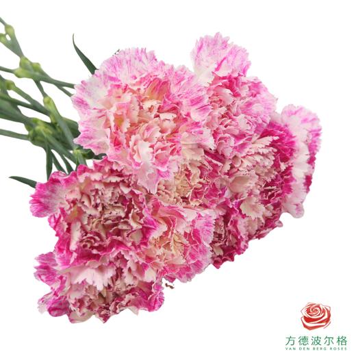 单头康乃馨-芭乐 10枝一扎 商品图2