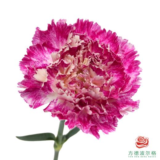 单头康乃馨-芭乐 10枝一扎 商品图1