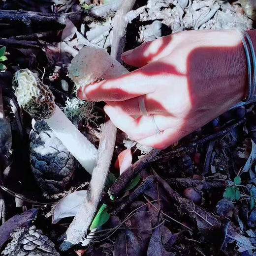 【竹荪】纯野生竹荪肉厚浓香/种植竹荪无熏硫/新货包邮 商品图3