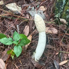 【竹荪】纯野生竹荪肉厚浓香/种植竹荪无熏硫/新货包邮