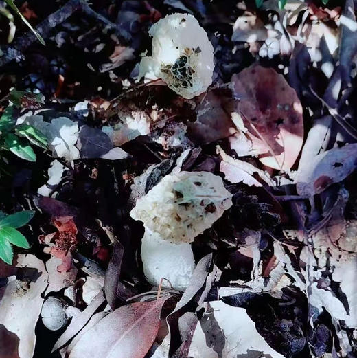 【竹荪】纯野生竹荪肉厚浓香/种植竹荪无熏硫/新货包邮 商品图2