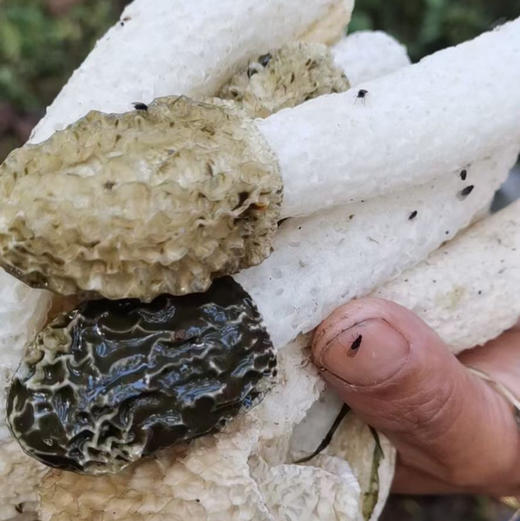 【竹荪】纯野生竹荪肉厚浓香/种植竹荪无熏硫/新货包邮 商品图4