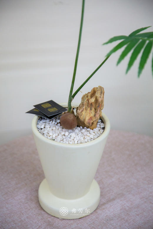 王鱼骨双子铁（米白盆） 商品图2