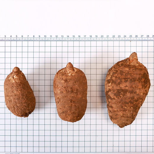 正安·昭通乌鲜天麻 商品图2