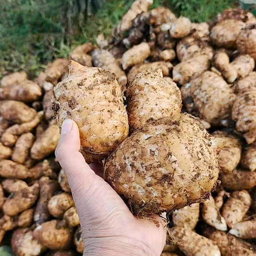 正安·昭通乌鲜天麻 商品图3