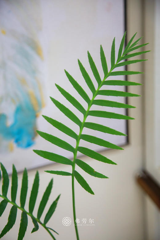 王鱼骨双子铁 商品图2