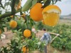 【买10送1】赣南脐橙一级精品果10斤装（含箱）顺丰包邮  产地：赣州寻乌  【臻选好果】 商品缩略图8