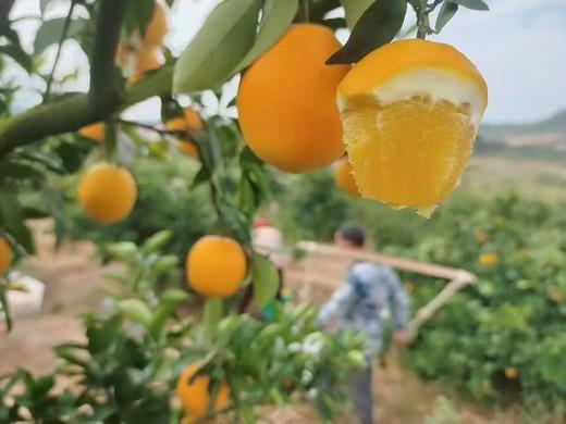 【买10送1】赣南脐橙一级精品果10斤装（含箱）顺丰包邮  产地：赣州寻乌  【臻选好果】 商品图8