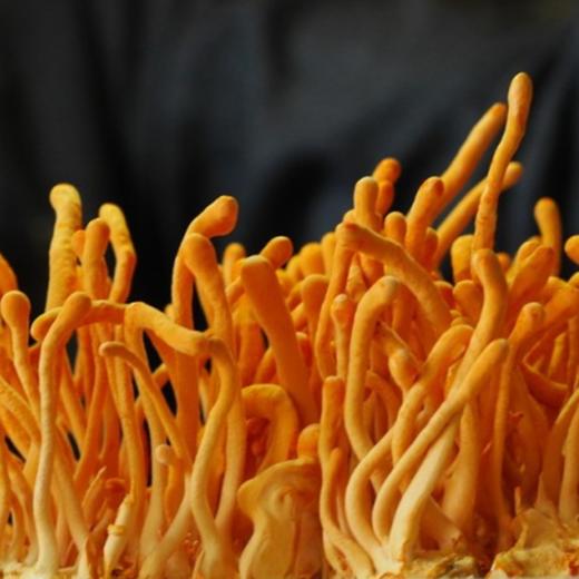 玉花帝虫草花150g 商品图5