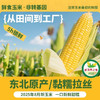 严选 | 黑龙江非转基因糯玉米（真空包装到手十根） 商品缩略图0