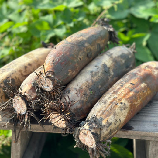 【严选】【只取中段 不粉包退 有机种植】湖区有机粉藕 节节饱满 现挖现发 带泥 煲汤易粉易烂5斤装（厂家直发） 商品图2