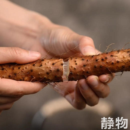 生态垆土铁棍山药｜河南温县 商品图3