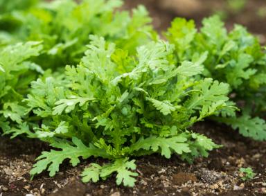 有机光杆茼蒿 商品图2