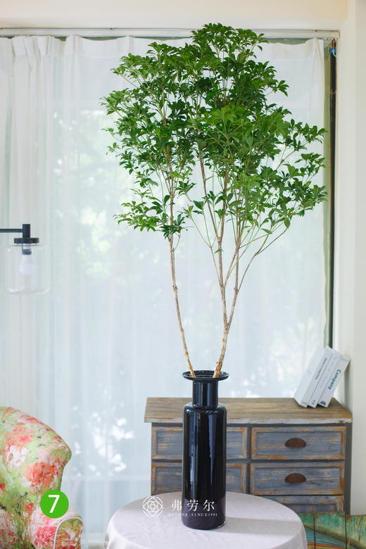 马醉木⑦号 商品图0