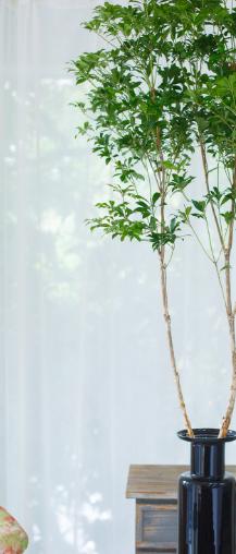 马醉木⑦号 商品图1