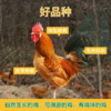 皖南山林散养 现宰现杀  散养青年公鸡1只 商品缩略图3