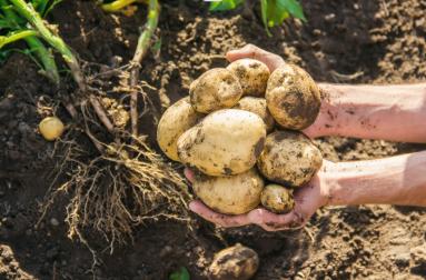 有机土豆500g 商品图1